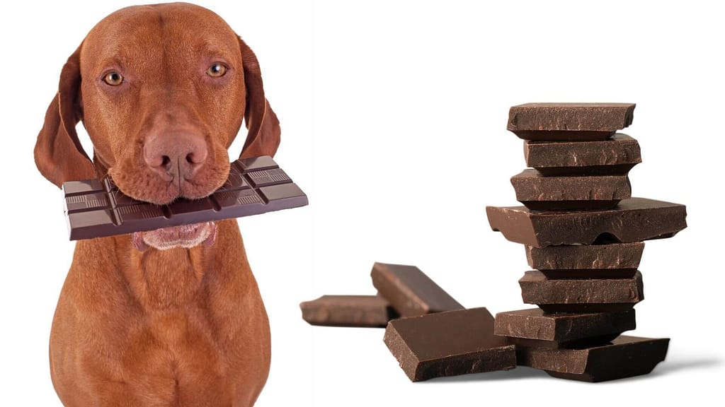 Is dark chocolate good for dogs