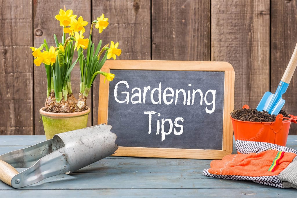 Gardening Tools and Tips