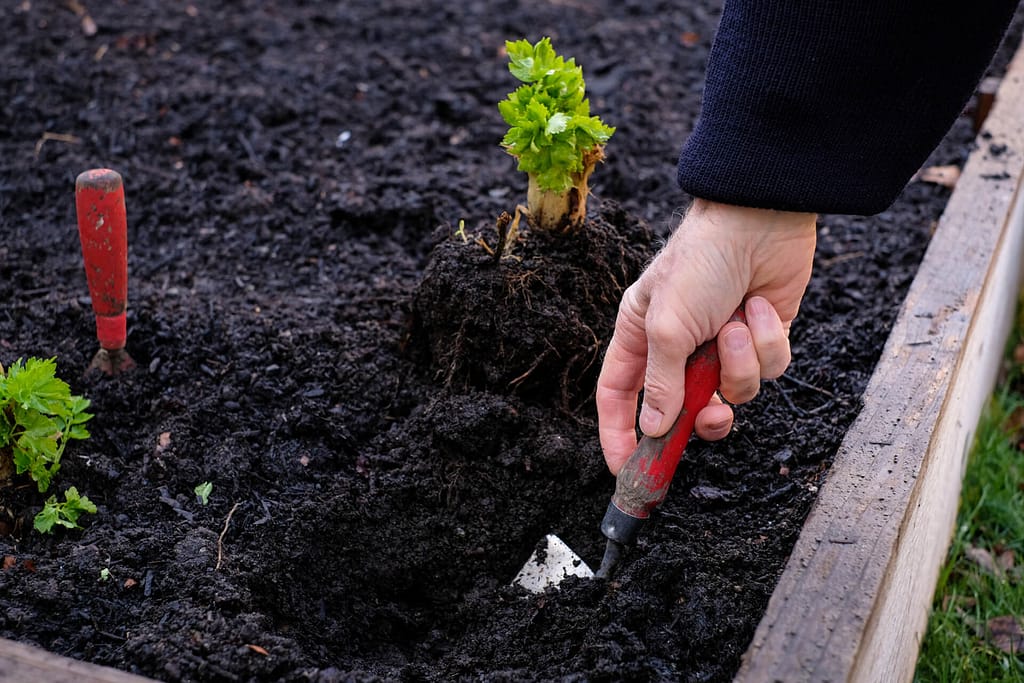 Soil Type in your Home Garden