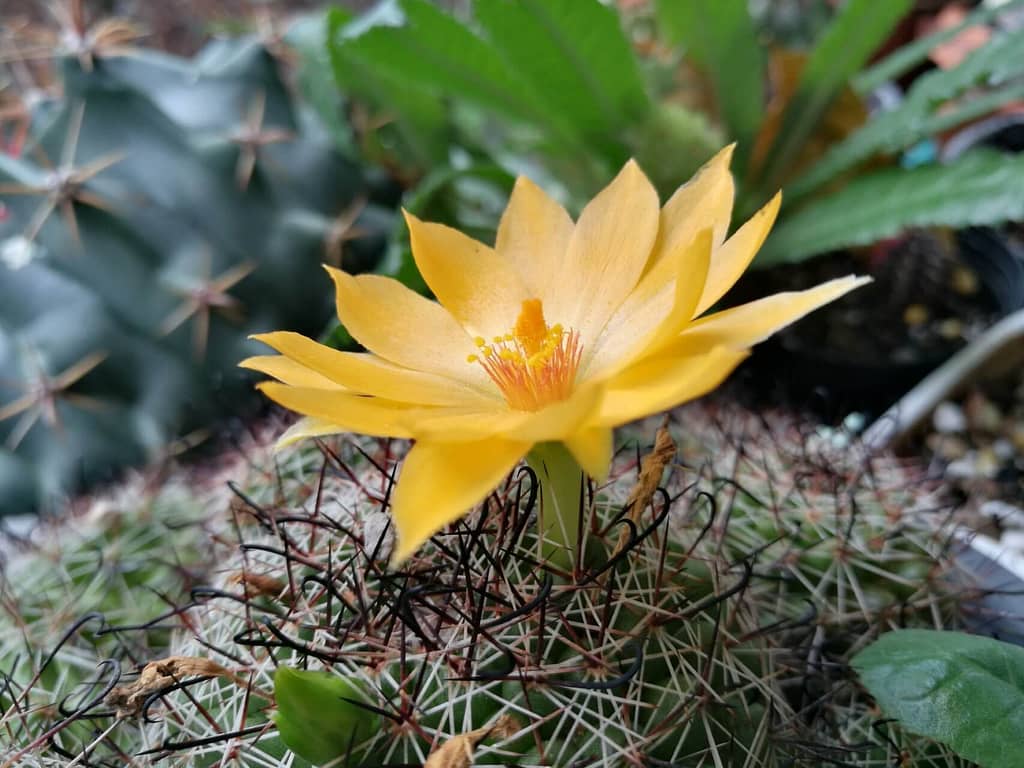 Pincushion Cactus with Flower