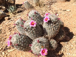 Pincushion cactus with purple flowers