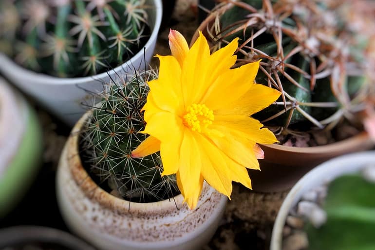 Cactus Plants For Home Decor
